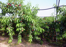 Pianta di PLAGOLD(R) 10 allevata ad Ypsilon trasversale, al terzo anno, innestata su portinnesto GARNEM (GXN 14). I frutti sono prossimi alla raccolta (fine aprile-inizio maggio).