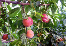 Frutti di PLAGOLD(R) 5.