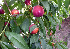 Frutti di Zincal(R) 4.