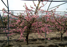 Le varieta' low chilling (a basso fabbisogno in freddo, meno di 250 UC) fioriscono molto precocemente, a partire da meta' gennaio. Nel metapontino, lungo la costa appulo-jonica e al sud della Sardegna e' necessario ricorrere alla coltura forzata per evitare danni, da ritorni di freddo, sulla produzione.