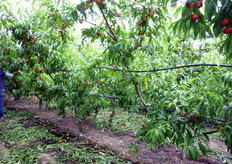 L'Ypsilon trasversale e' la forma di allevamento praticata per le varieta' a maturazione precoce coltivate in ambiente protetto. Per favorire l'arieggiamento, la penetrazione della luce all'interno della chioma e, di conseguenza, una buona colorazione dei frutti, sono necessari alcuni interventi di potatura verde nel periodo che intercorre tra i mesi di aprile e luglio.