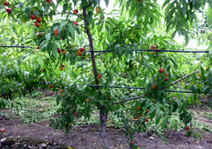 La potatura delle varieta' di pesco a maturazione precoce deve essere realizzata prevalentemente nel periodo primaverile-estivo (potatura verde) e all'inizio dell'autunno. Essa deve mirare soprattutto a contenere fenomeni di ombreggiamento (soppressione dei succhioni) e a selezionare i rami misti su cui sara' distribuita la fruttificazione dell'anno successivo. La potatura non deve essere mai energica, per evitare squilibri della pianta.
