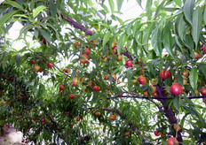 Le varieta' del gruppo Planasa, come tutte le precoci, necessitano di un buon diradamento per evitare problemi di pezzatura dei frutti.