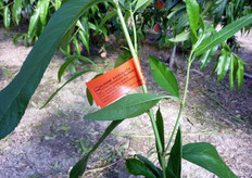 Il COVIL produce piante certificate poiche' impiega solo materiale di propagazione (gemme) proveniente da fonti di approvvigionamento sicure, controllate dal punto di vista fitosanitario e varietale.