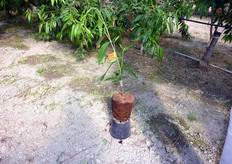 Per evitare contaminazione all'apparato radicale e per ridurre i tempi del ciclo di produzione le piante delle varieta' di nuova introduzione sono prodotte dai vivaisti del COVIL in ambiente protetto e fuori suolo. La fibra di cocco, il substrato di nuova generazione sterile, inerte e rinnovabile, consente di ottenere in meno di un anno piante di ottima qualita', pronte al trapianto in primavera.