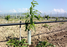 Gli astoncini vegetanti sono gia' forniti di numerosi germogli ascellari su cui si potra' impostare la forma di allevamento desiderata.