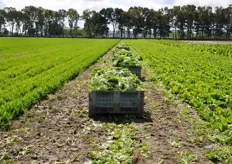 L'azienda coltiva insalate destinate tanto al mercato della prima gamma, quanto a quello della quarta gamma (insalate miste pronte all'uso).