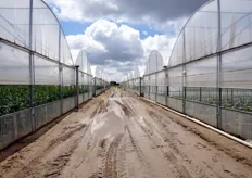 L'azienda OrtoSole coltiva anche ortaggi in serra, su una superficie di circa 13 ettari.