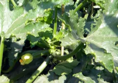Pianta di zucchino con frutti in formazione - Varieta' E 82.331