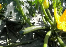 Frutti di zucchino - Varieta' New 20