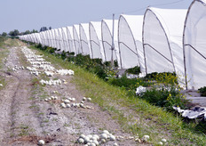 La campagna produttiva e commerciale di Zerbinati e' gia' cominciata, con le produzioni sotto serra di meloni Honey Moon, Jolly e a polpa rossa. L'azienda Zerbinati utilizza un sistema di diradamento manuale delle piante di meloni (vedi nella foto, i frutti scartati all'esterno delle serre), in modo da migliorare la qualita' del prodotto che rimane in campo fino a piena maturazione.