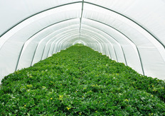 Da quest'anno, la temperatura all'interno delle serre e' stata gestita coprendo i teli di calce nel momento in cui il prodotto e' giunto a maturazione, abbassando cosi' la temperatura interna prima delle operazioni di raccolta.