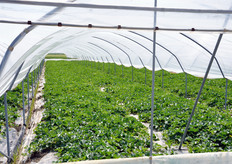 In questa foto, una serra con teli plastici non ancora schermati con calce.