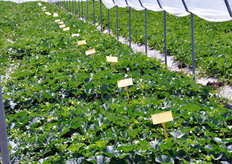 Serra sperimentale per diverse cultivars di melone proposte dalle aziende sementiere.