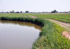 Le coltivazioni in pieno campo di meloni sono intervallate da canali realizzati nei primi decenni del Novecento, che hanno consentito di bonificare quest'area, un tempo paludosa. Il sistema di canali e' un capolavoro di idraulica: i canali infatti si intersecano mantenendo pero' due livelli di profondita' diversi tra loro.