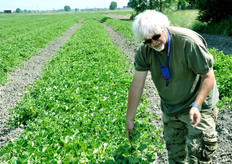 "Mentre la stagione del melone sotto serra e' gia' cominciata, per il raccolto di prodotto in pieno campo bisognera' attendere gli ultimi giorni di giugno. "L'anno scorso - racconta Tonino - stavamo raccogliendo verso il 12 di giugno, ma quest'anno tutta la prima fioritura del melone in pieno campo e' andata perduta a causa del clima freddo e le piante hanno dovuto ricominciare daccapo"."