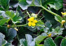 Dettaglio dell'inflorescenza del melone.