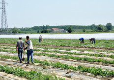 Al fine di limitare l'impiego di erbicidi, l'azienda Zerbinati ha impiegato un sistema di pacciamatura con teli plastici, che consente di ostacolare l'attecchimento di erbe infestanti.
