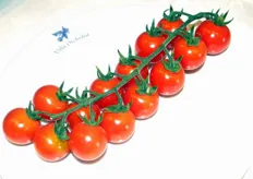 Dall'assortimento varietale di Gautier Sementi: il pomodoro rosso a grappolo MATYNO F1 (ex C52) - Pianta ad accrescimento indeterminato, di buona vigoria, con intermedi regolari. Raccolta a grappolo. Alta qualità gustativa del frutto. (Resistenze: (HR) ToMV/Va/Vd/Fol:0/Ff 1-5 /(IR) Ma/Mi/Mj/Tylcv).