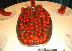 Il pomodoro MATYNO F1 (ex C52) e' idoneo alla coltivazione in serra per trapianti estivi.