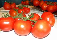 FAUSTYNO F1 (ex G239) - Il pomodoro rosso a grappolo resistente a virus dell'accartocciamento fogliare giallo del pomodoro ed al virus dell'avvizzimento maculato del pomodoro.