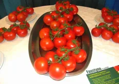 FAUSTYNO F1 (ex G239) e' una varieta' di pomodoro a grappolo idonea alla coltivazione in serra per trapianti estivi in Sicilia e in generale nel Sud Italia.
