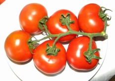 FAUSTYNO F1 (ex G239) - Pianta ad accrescimento indeterminato, di buona vigoria, con internodi corti. Grappoli regolari di 6-8 frutti con rachide robusta. Frutti molto omogenei di pezzatura media.