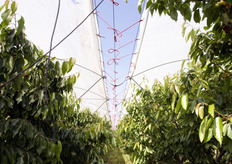 "Presso l'azienda pugliese Serroplast e' in fase di sperimentazione, gia' da 5 anni, una struttura brevettata dalla "Magel" (ditta sorella di Serroplast) riguardante una soluzione di impianto di copertura per ciliegeto, con la finalita' di proteggere le ciliegie dalle piogge e di uniformarne la maturazione."