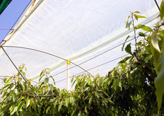 Serroplast offre la sua struttura come ottima arma di difesa dalle aggressioni climatiche.