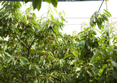 Le varieta' cerasicole coperte nella struttura sperimentale sono: Ferrovia, Giorgia e Grace Star.