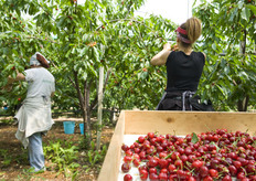 Operazioni di raccolta.