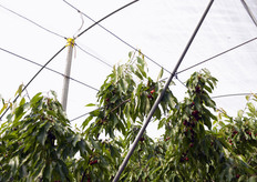 Alberi di ciliegio sotto copertura.