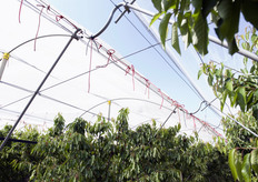 Dettagli della copertura.