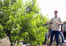 "Gli interventi precoci, afferma il prof. Neri, sono indispensabili sulle giovani piante per ridurre il periodo improduttivo e per conferire un giusto equilibrio alla chioma. Tuttavia i tagli praticati non devono essere troppo energici, per evitare forti "riscoppio" di nuova vegetazione."