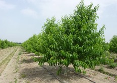 "Pianta di pesco varieta' "Sagittaria", di un anno, prima dell’intervento di potatura, allevata a "vaso ritardato" presso l’Azienda Agricola "Casa Teresa – Motta" di Metaponto (MT)."