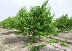 La stessa pianta dopo la potatura. Per le varieta' a maturazione precoce sarebbe preferibile un intervento di sfoltimento della chioma prima della raccolta per consentire al frutto di acquisire pezzatura e colore.