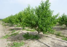 Dopo la raccolta del frutto una buona gestione della chioma andrebbe realizzata con l’eliminazione di pochi rami vigorosi e la somministrazione controllata di acqua e fertilizzanti soprattutto quelli a base di azoto.