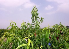 "La potatura verde precoce si pratica in maggio-giugno. Gli interventi sono assai differenziati in base alle circostanze, vanno dalla rimozione dei succhioni, alla curvatura-piegatura-cimatura dei germogli, o alla loro asportazione se troppo competitivi con le frecce, il cosiddetto "alleggerimento delle punte"."