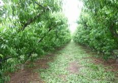 "In foto piante di pesco allevate ad Y-trasversale in pieno campo, presso l’azienda "Recoleta" Zuccarella (Scanzano J.co - MT), su cui e' stato eseguito, a fine maggio, uno sfoltimento dei germogli vigorosi per favorire l’arieggiamento, la penetrazione della luce e l’ingrossamento del frutto."