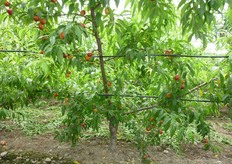 In foto impianto sottocopertura di nettarina Zincal 4, del gruppo Planasa-Planitalia, presso l’Azienda Agricola AgriFeLa di Policoro MT. Per le varieta' a basso fabbisogno in freddo coltivate in ambiente protetto il primo intervento di potatura verde deve essere praticato gia' nei primi giorni di aprile.