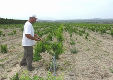 "Impianto di pescheto al primo anno allevato a "vaso catalano". L’operazione di potatura verde consiste nell’eseguire, ma solo durante il primo anno, alcuni interventi di "topping" con barre falcianti a dischi (operazione meccanica) o con semplici forbici o tagliasiepi (operazione manuale)."