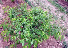 "In seguito alle ripetute cimature viene stimolata una massiccia emissione di germogli la cui forte competizione genera l’apertura delle branchette piu' esterne. Tale effetto e' simile a quello generato dall’asse centrale, sulle branche primarie, nel vaso "ritardato" durante i primi anni."