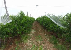 "Piante di pesco, al terzo anno, allevate a vasetto "basso" o "catalano" sotto rete antigrandine presso l’Azienda Agricola "L’Oro del Sud" – Occhiuto di Scanzano J.co (MT)."