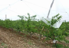 "La gestione di questa forma di allevamento di nuova introduzione, a partire dal terzo-quarto anno, e' simile a quella praticata su un vaso tradizionale o "ritardato". Per effetto delle contenute dimensioni della pianta tutte le operazioni (potatura, diradamento frutti, raccolta) sono praticabili da terra."