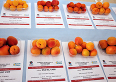 Qui e nelle foto seguenti, una panoramica sulla mostra pomologica.