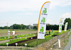 Il campo dimostrativo allestito quest'anno ha offerto la presentazione di parte della gamma Rijk Zwaan, ed in particolare Gentiline, Cappuccio, Romane, Foglie di Quercia, Salanova e, come new entry di quest'anno, anche le varietà Lollo.