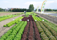 Una buona parte del fatturato Rijk Zwaan e' rappresentato dalle lattughe. L'obiettivo principale dell'azienda sementiera e' quello di proporre novita' che abbiano nel gusto e nella maggiore conservabilità i loro punti di forza.