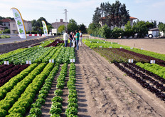 Vista del demo field Rijk Zwaan; in fondo, dietro il palo dell'alta tensione, si vede anche Villa Torlonia.