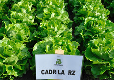 Cadrila RZ, Lattuga Cappuccio da pieno campo. Varieta' a ciclo medio. Pianta con buon volume. Colore verde medio brillante. Cespo compatto e lento a serrare nel cuore Foglia spessa. Ottima tolleranza alla salita a seme ed al TBI.