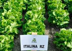 Italina RZ, Lattuga Cappuccio da pieno campo. Varieta' a ciclo precoce, molto compatta. Pianta dal cuore verde medio brillante con chiusura lenta del cespo. Buona tolleranza al Tip-burn interno ed alla salita a seme. Indicata soprattutto per produzioni al Nord Italia.